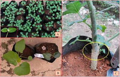 Genetic enhancement of okra [Abelmoschus esculentus (L.) Moench] germplasm through wide hybridization